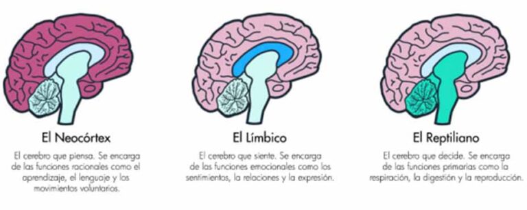 La teoría del Cerebro triuno